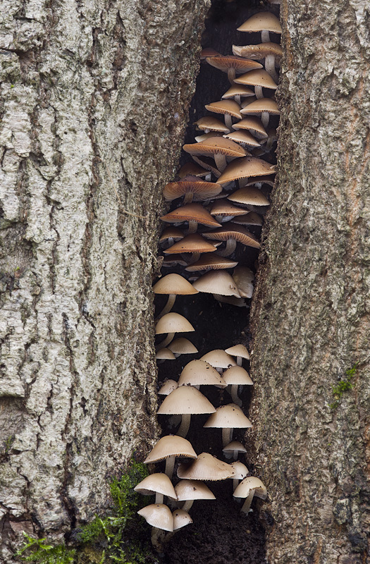 Psathyrella papyracea